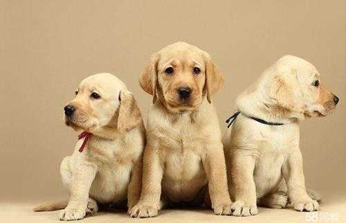 拉布拉多能长多大(纯种拉布拉多几个月才能长成大狗)