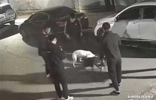 3人驱使烈性犬撕咬流浪猫致死:犬主被抓 涉案犬被扣